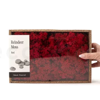 Preserved Reindeer Moss Red (Creabox M)