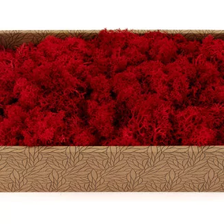 Preserved Reindeer Moss Red (Creabox M)