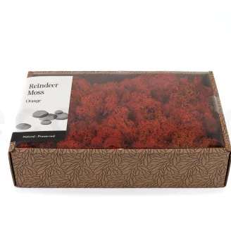 Preserved Reindeer Moss Orange (Creabox M)