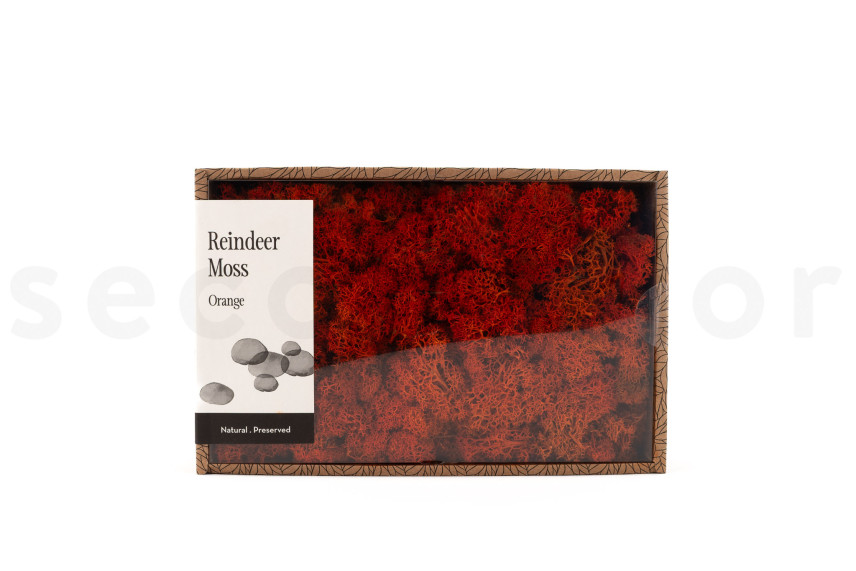 Preserved Reindeer Moss - Creabox M - Orange