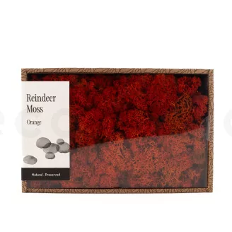 Preserved Reindeer Moss Orange (Creabox M)