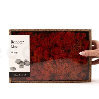 Preserved Reindeer Moss Orange (Creabox M)