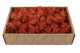 Preserved Reindeer Moss Orange (Creabox M) 4
