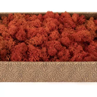 Preserved Reindeer Moss Orange (Creabox M)