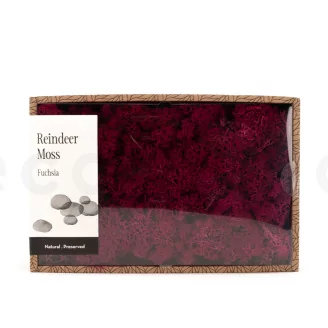 Preserved Reindeer Moss Fuchsia (Creabox M)
