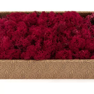 Preserved Reindeer Moss Fuchsia (Creabox M)