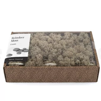 Preserved Reindeer Moss Cream (Creabox M)