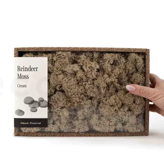 Preserved Reindeer Moss Cream (Creabox M)