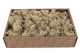 Preserved Reindeer Moss - Creabox M - Cream 3