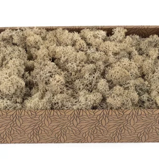 Preserved Reindeer Moss Cream (Creabox M)
