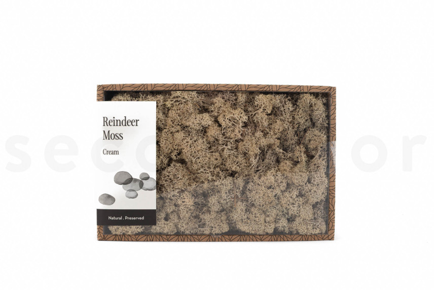 Preserved Reindeer Moss - Creabox M - Cream