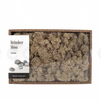 Preserved Reindeer Moss Cream (Creabox M)