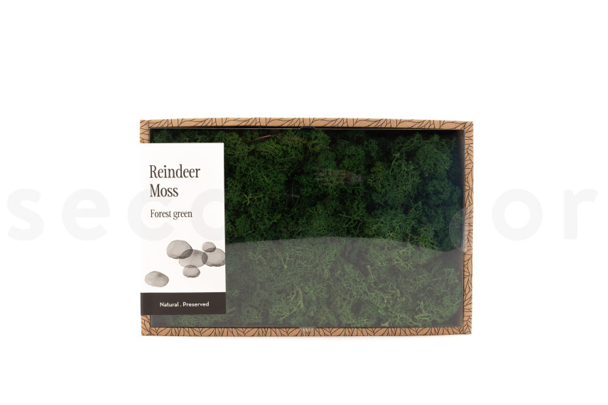 Preserved Reindeer Moss - Creabox M - Forest Green