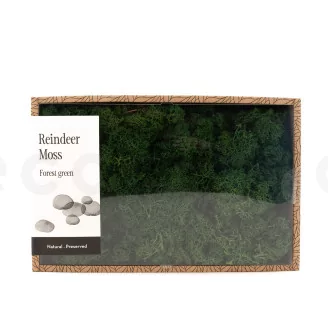 Preserved Reindeer Moss Forest Green (Creabox M)