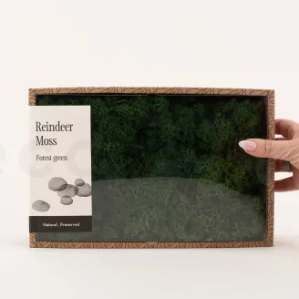 Preserved Reindeer Moss Forest Green (Creabox M)
