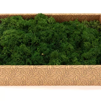 Preserved Reindeer Moss Forest Green (Creabox M)