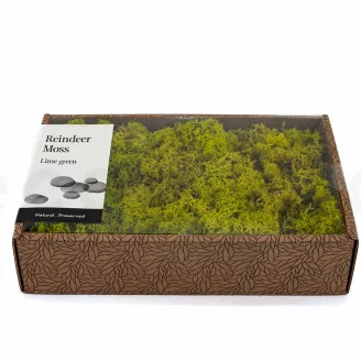 Preserved Reindeer Moss Lime Green (Creabox M)