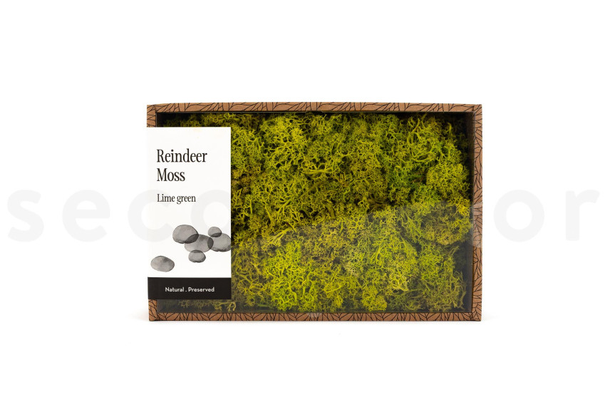 Preserved Reindeer Moss - Creabox M - Lime Green