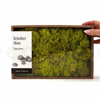 Preserved Reindeer Moss Lime Green (Creabox M)