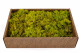 Preserved Reindeer Moss - Creabox M - Lime Green 3