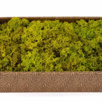 Preserved Reindeer Moss Lime Green (Creabox M)
