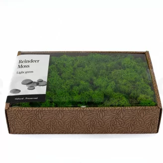 Preserved Reindeer Moss Light Green (Creabox M)