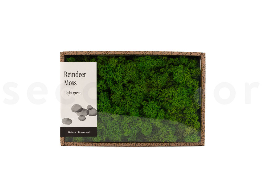 Preserved Reindeer Moss - Creabox M - Light Green