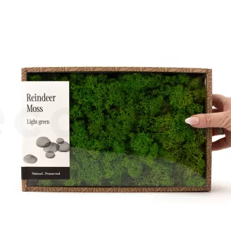 Preserved Reindeer Moss Light Green (Creabox M)