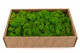 Preserved Reindeer Moss Light Green (Creabox M) 4