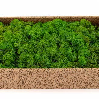 Preserved Reindeer Moss Light Green (Creabox M)