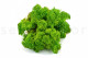 Preserved Reindeer Moss - Creabox M - Light Green 2