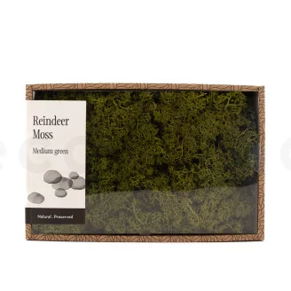 Preserved Reindeer Moss Medium Green (Creabox M)
