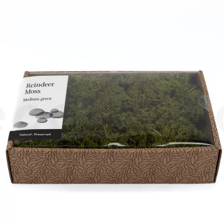 Preserved Reindeer Moss Medium Green (Creabox M)