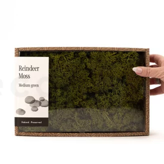 Preserved Reindeer Moss Medium Green (Creabox M)