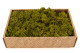 Preserved Reindeer Moss - Creabox M - Medium Green 3