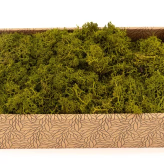 Preserved Reindeer Moss Medium Green (Creabox M)