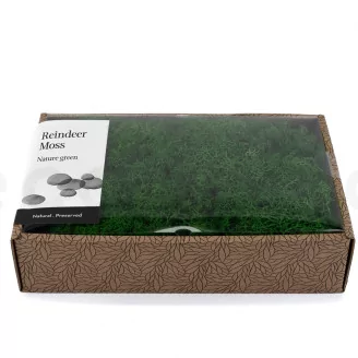 Preserved Reindeer Moss Nature Green (Creabox M)