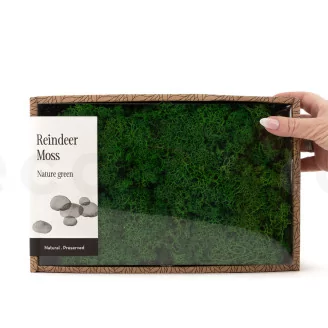 Preserved Reindeer Moss Nature Green (Creabox M)