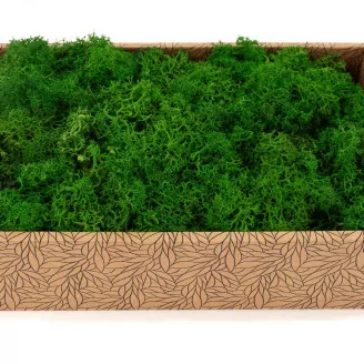 Preserved Reindeer Moss Nature Green (Creabox M)
