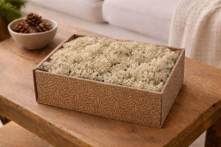 Preserved Reindeer Moss - Creabox M - Cream