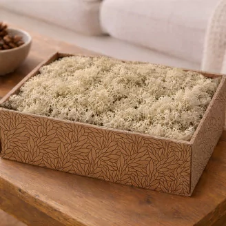 Preserved Reindeer Moss Cream (Creabox M)