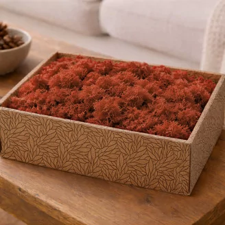 Preserved Reindeer Moss Orange (Creabox M)