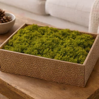Preserved Reindeer Moss Medium Green (Creabox M)