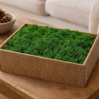 Preserved Reindeer Moss Nature Green (Creabox M)