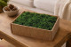 Preserved Reindeer Moss - Creabox M - Forest Green 1