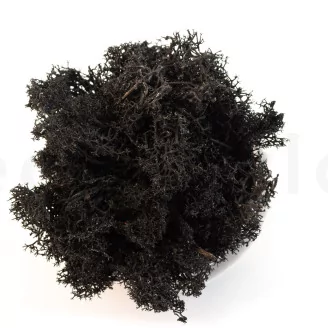 Preserved Reindeer Moss Black (Creabox M)