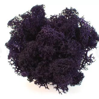 Preserved Reindeer Moss Purple (Creabox M)