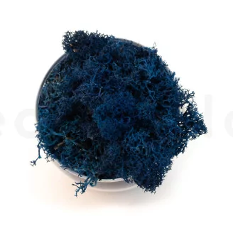 Preserved Reindeer Moss Royal Blue (Creabox M)