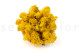 Preserved Reindeer Moss Yellow (Creabox M) 3