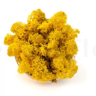 Preserved Reindeer Moss Yellow (Creabox M)